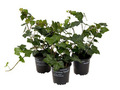 Hedera Hestor vedbend 11 cm